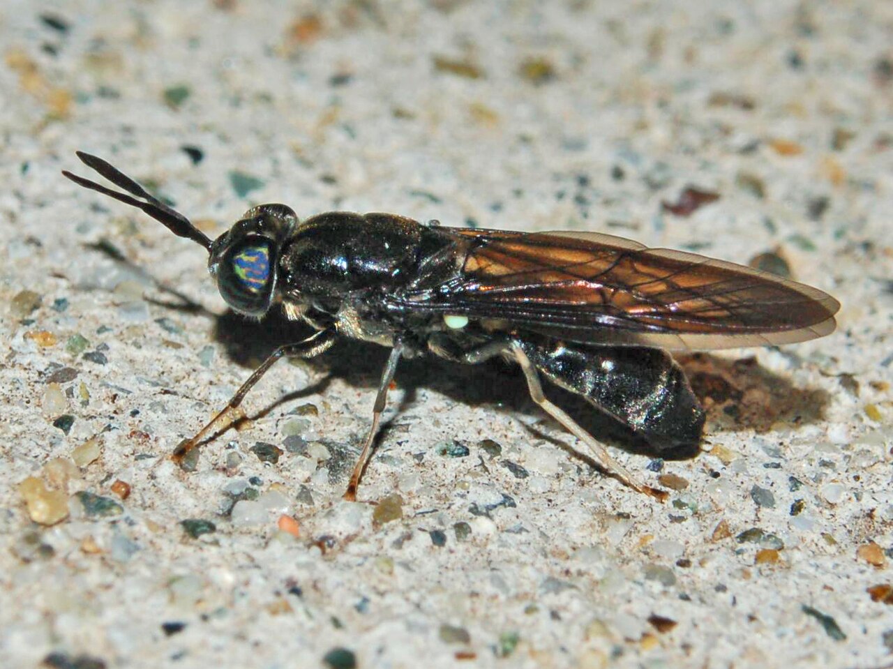 Чёрная львинка (Hermetia illucens). Фото: Hectonichus, CC BY-SA 3.0, via Wikimedia Commons