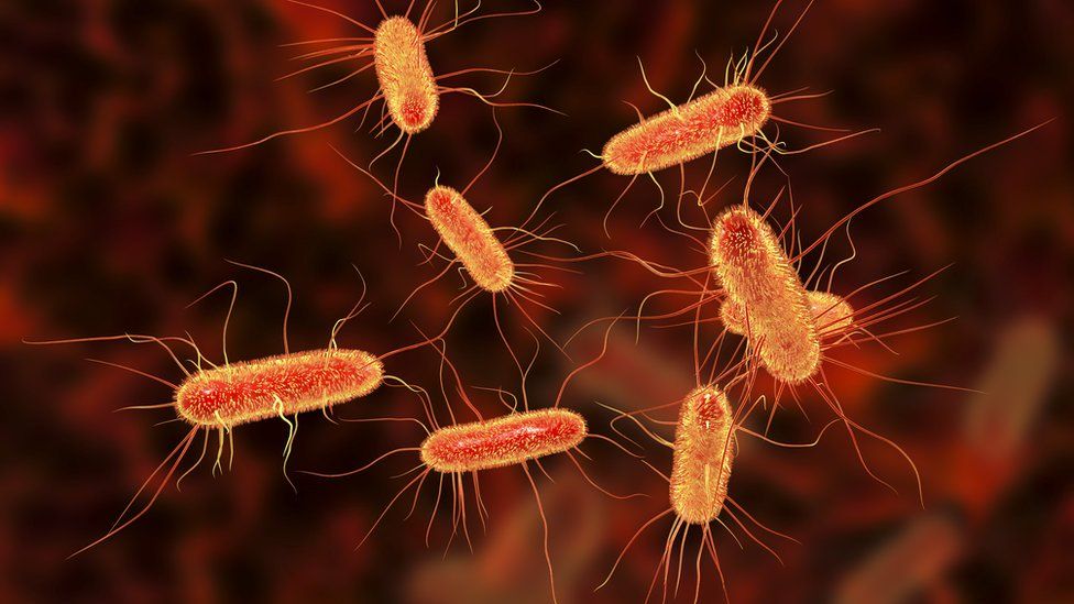 Кишечная палочка (E. coli). Фото: Volunteer7, CC BY-SA 4.0, via Wikimedia Commons